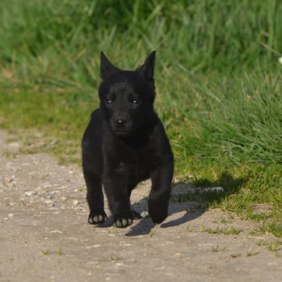 Les chiots de Australian Kelpie