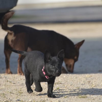 Les chiots de Australian Kelpie