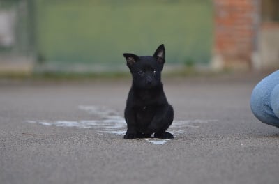 Les chiots de Australian Kelpie