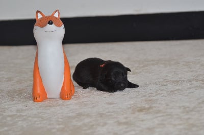 Les chiots de Australian Kelpie