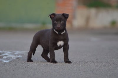 Les chiots de Australian Kelpie