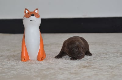 Les chiots de Australian Kelpie