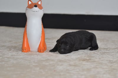 Les chiots de Australian Kelpie