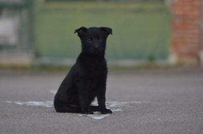Les chiots de Australian Kelpie