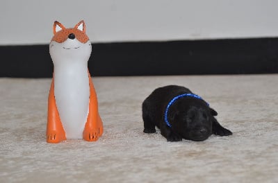 Les chiots de Australian Kelpie