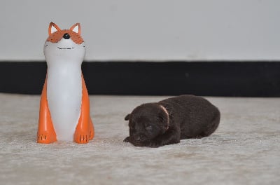 Les chiots de Australian Kelpie