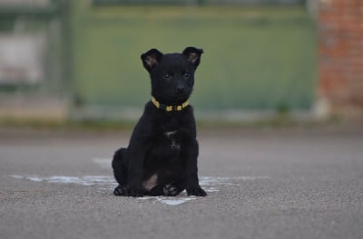 Les chiots de Australian Kelpie