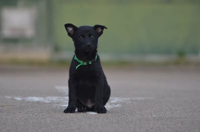 Les chiots de Australian Kelpie