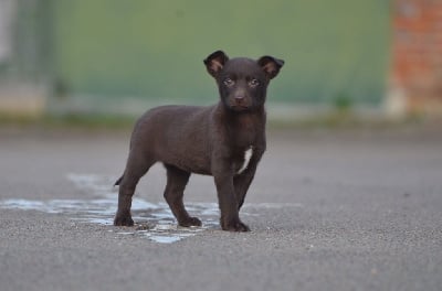 Les chiots de Australian Kelpie