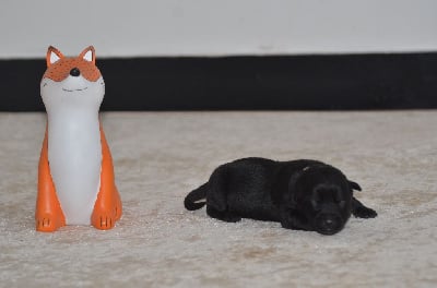 Les chiots de Australian Kelpie