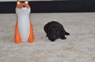 Les chiots de Australian Kelpie