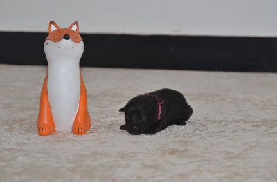 Les chiots de Australian Kelpie