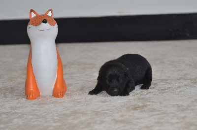 Les chiots de Australian Kelpie