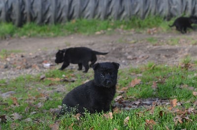 Les chiots de Australian Kelpie