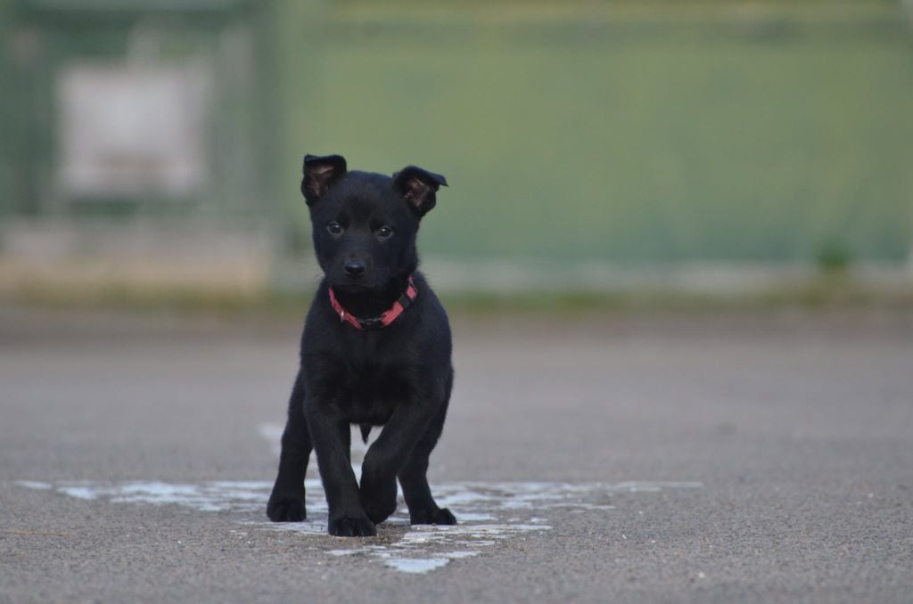 Rougeot - Australian Kelpie