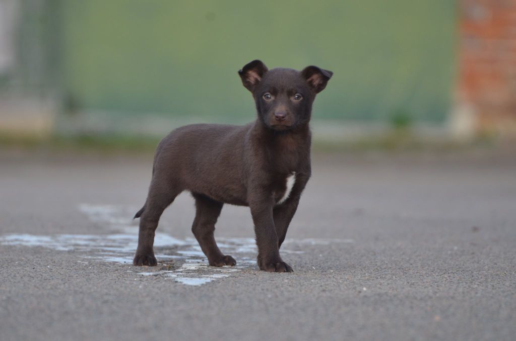 Jaunette - Australian Kelpie