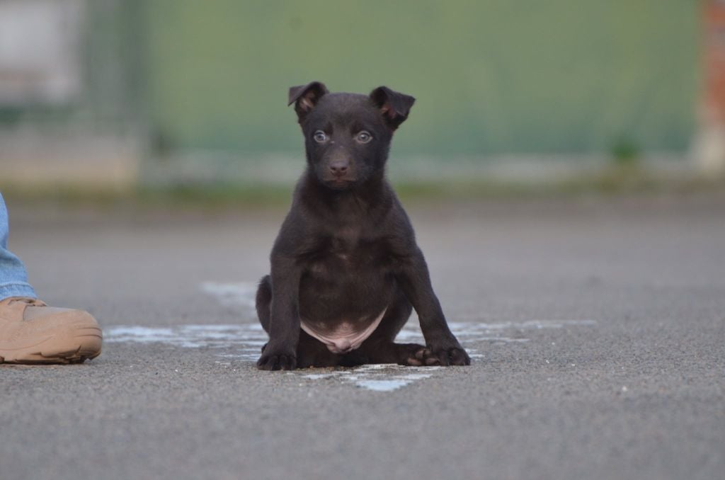 P'tit Bleu - Australian Kelpie