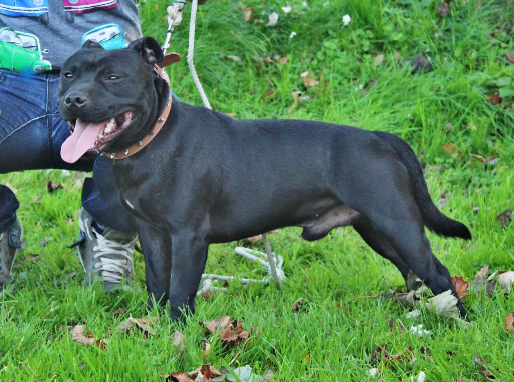 Publication : (Sans Affixe) Auteur : Desenclos Dany