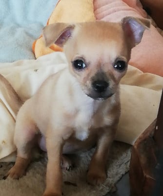 Les chiots de Chihuahua