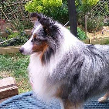 Publication : Des Terre De Vassiviere Auteur : Véronique Galilé