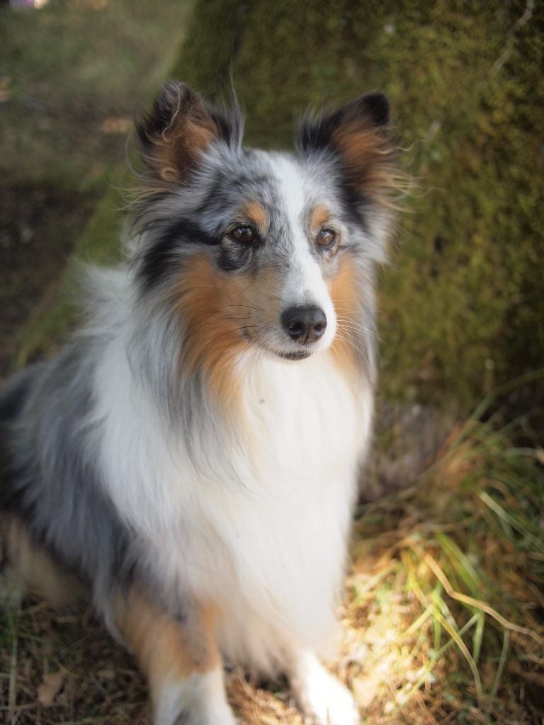Publication : Des Terre De Vassiviere Auteur : Véronique Galilé