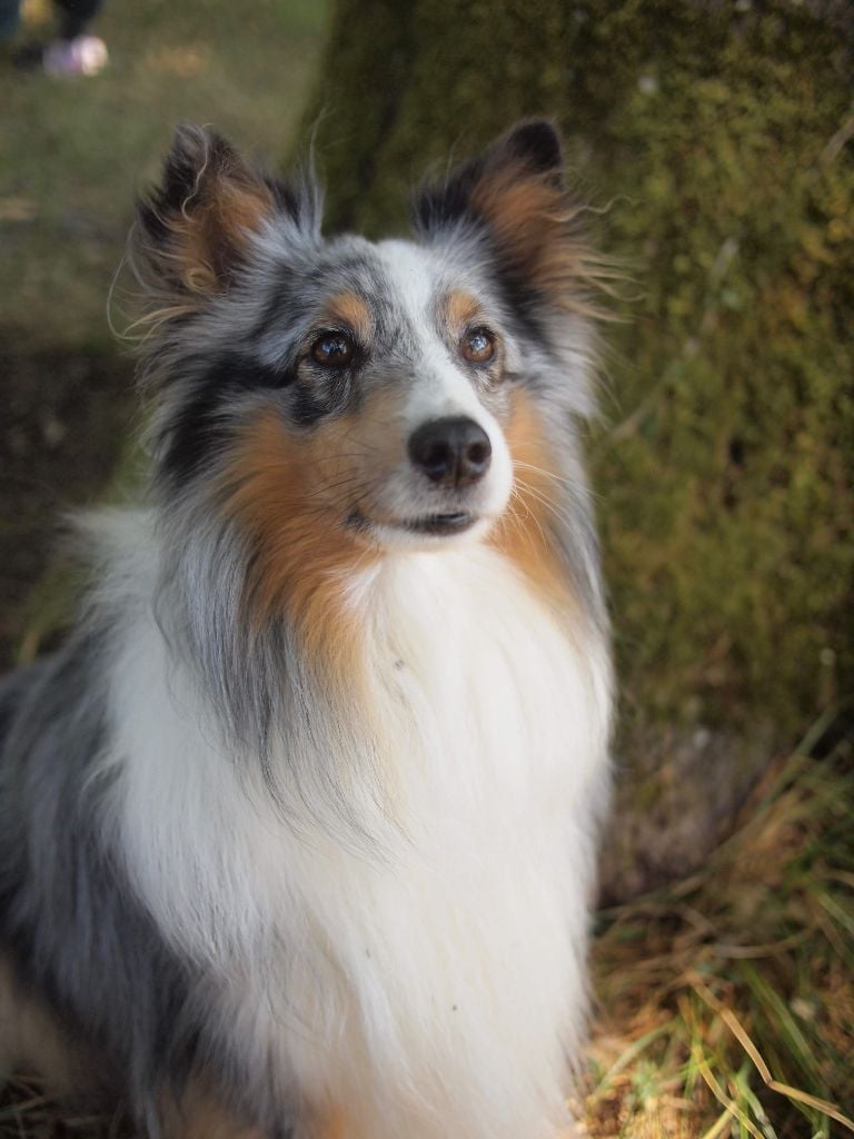 Publication : Des Terre De Vassiviere Auteur : Véronique Galilé
