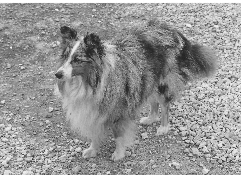 Publication : Des Terre De Vassiviere Auteur : Véronique Galilé