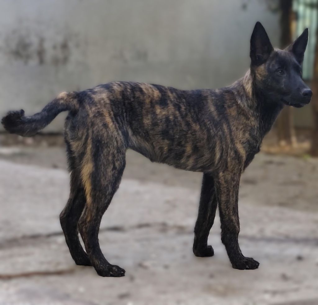 Berger hollandais - Du Domaine De La Sabrory