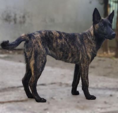 Les chiots de Berger hollandais