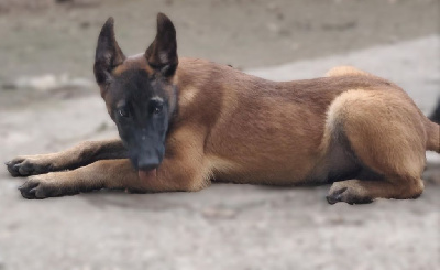 Les chiots de Berger Belge