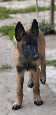 Les chiots de Berger Belge