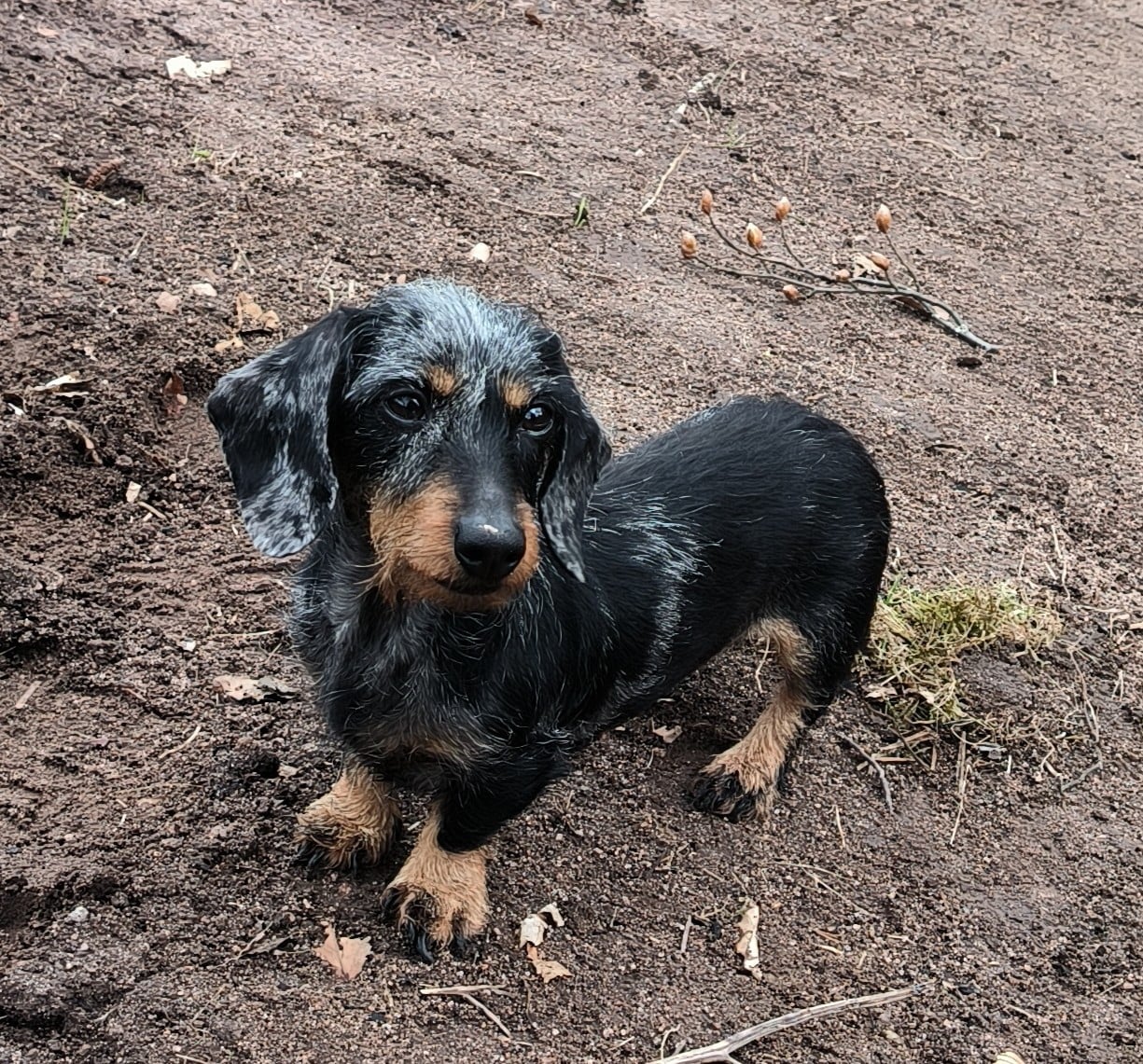 Unic Des Terriers De La Sauldraie