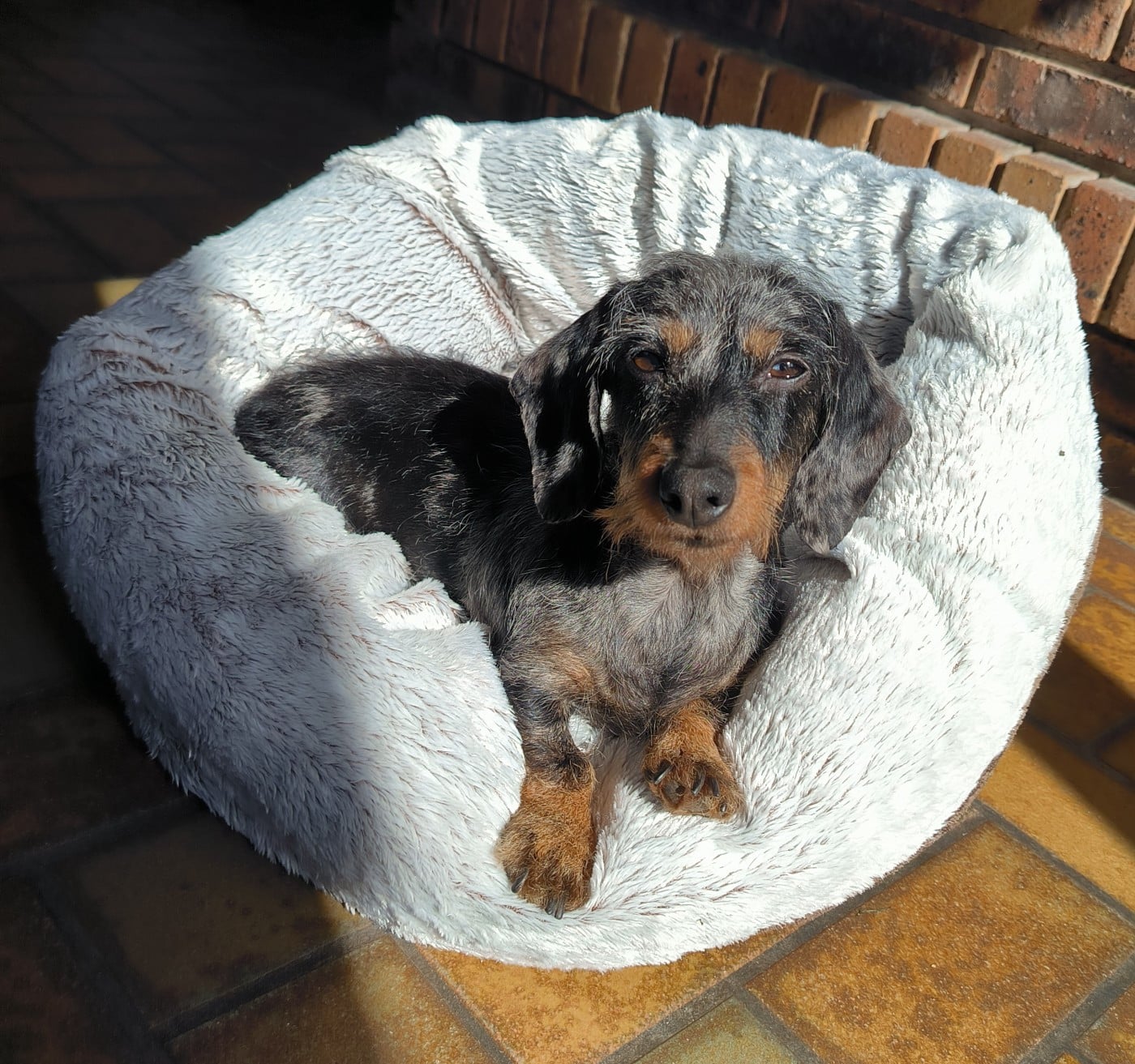 Unic Des Terriers De La Sauldraie