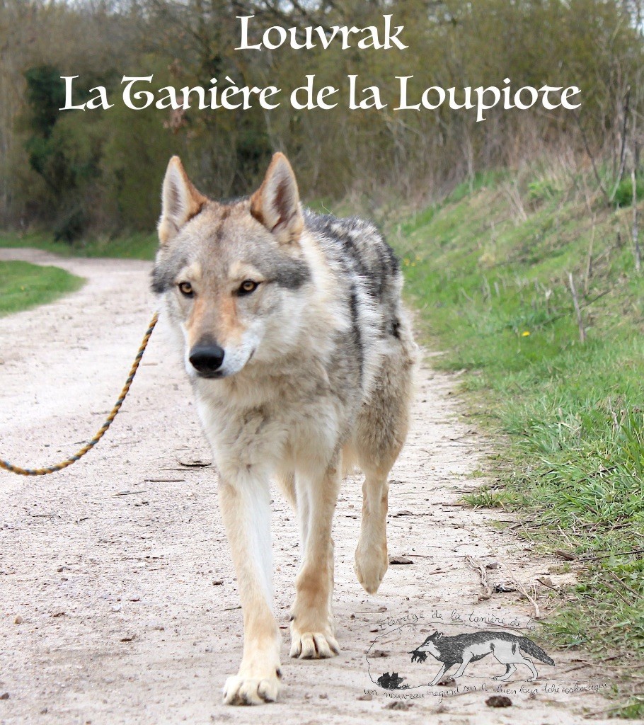 Publication : De La Tanière De La Loupiote Auteur : la tanière de la loupiote