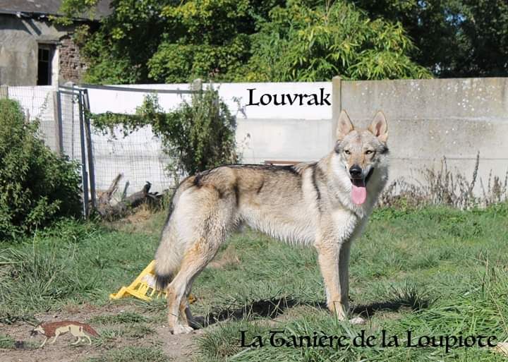 Publication : De La Tanière De La Loupiote Auteur : la tanière de la loupiote