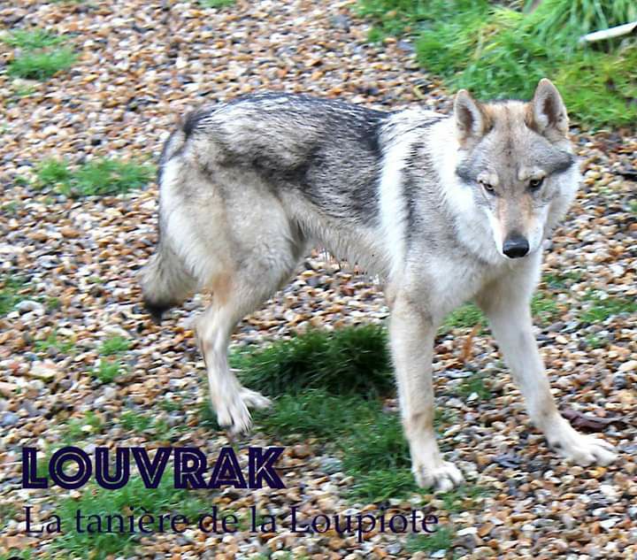Publication : De La Tanière De La Loupiote Auteur : la tanière de la loupiote
