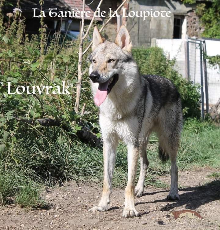 Publication : De La Tanière De La Loupiote Auteur : la tanière de la loupiote