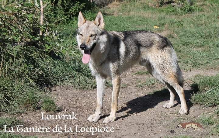 Publication : De La Tanière De La Loupiote Auteur : la tanière de la loupiote