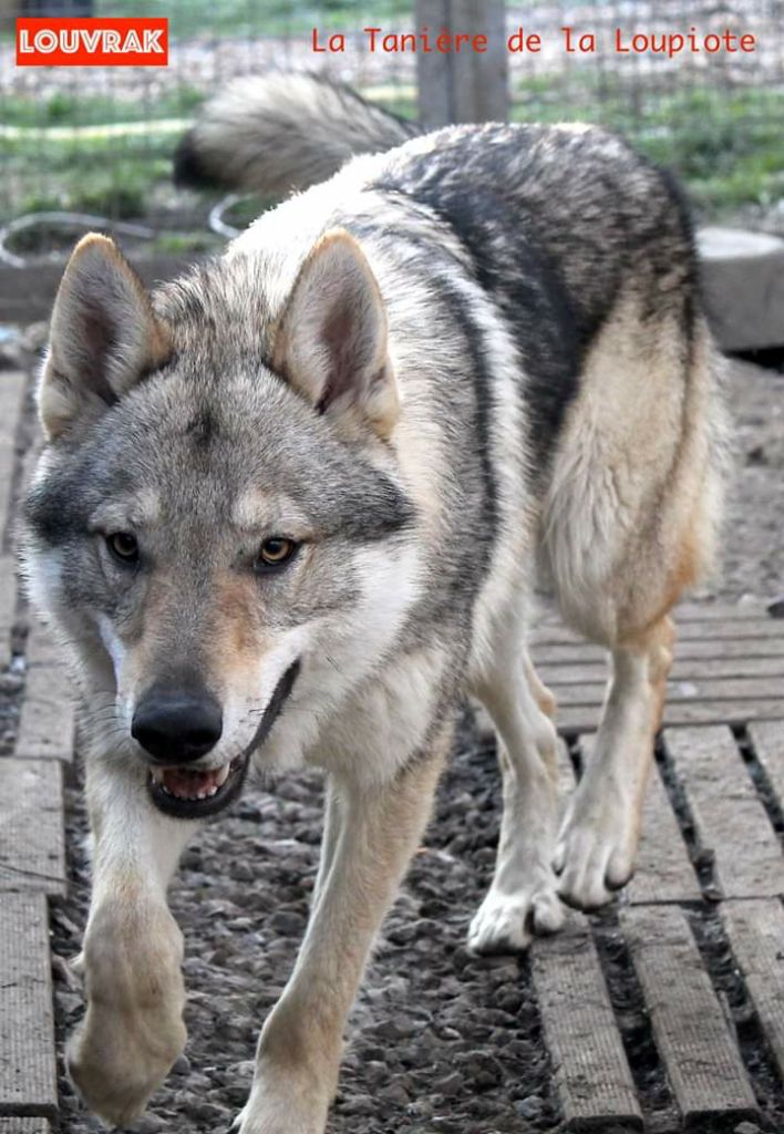 Publication : De La Tanière De La Loupiote Auteur : la tanière de la loupiote