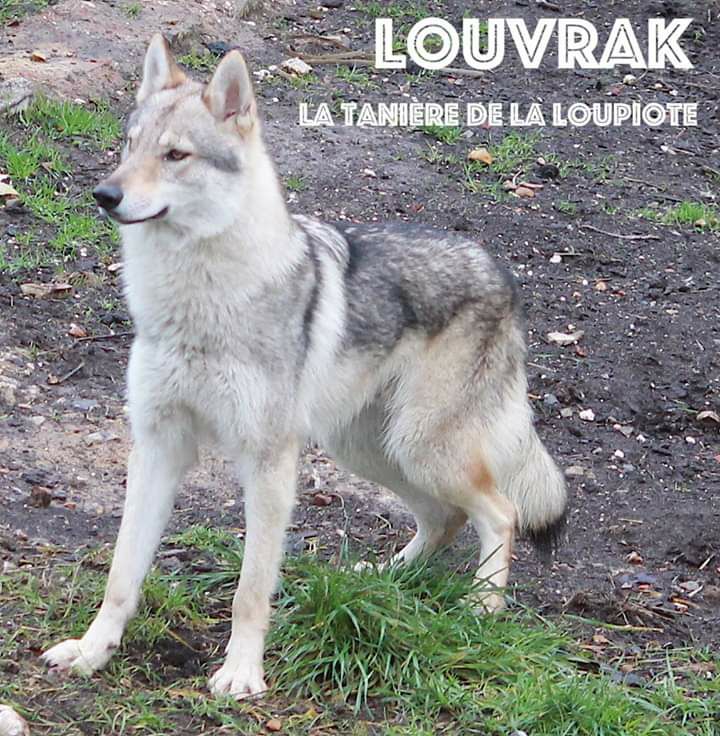 Publication : De La Tanière De La Loupiote Auteur : la tanière de la loupiote