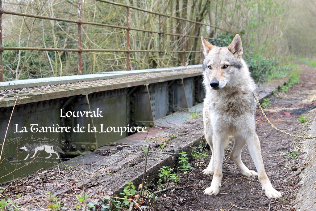 Publication : De La Tanière De La Loupiote Auteur : la tanière de la loupiote