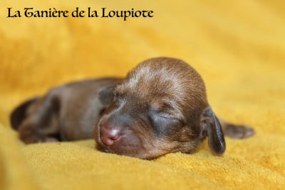 De La Tanière De La Loupiote