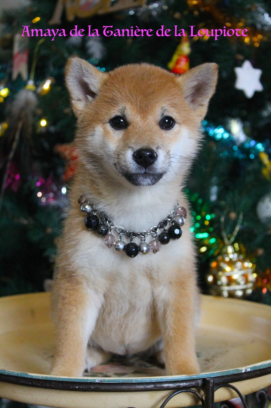 Shiba - De La Tanière De La Loupiote