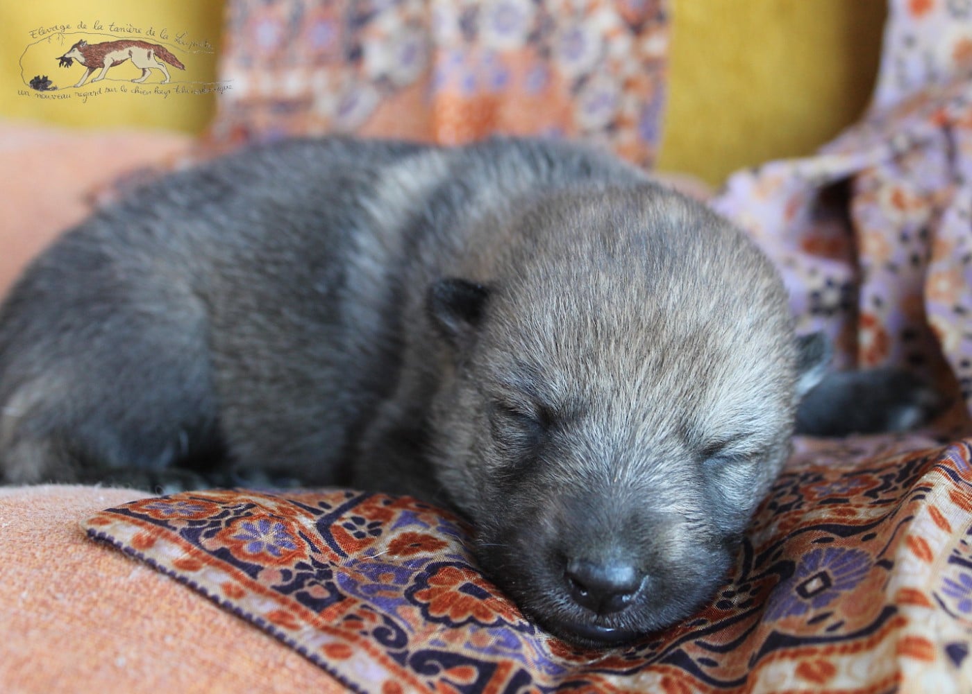 Chien-loup tchecoslovaque - De La Tanière De La Loupiote