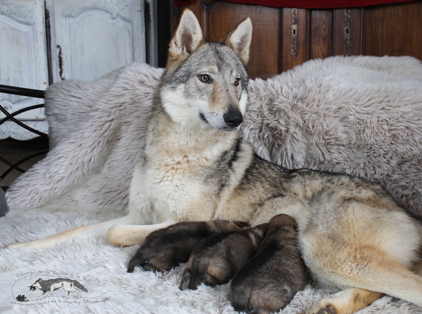 Chien-loup tchecoslovaque - De La Tanière De La Loupiote