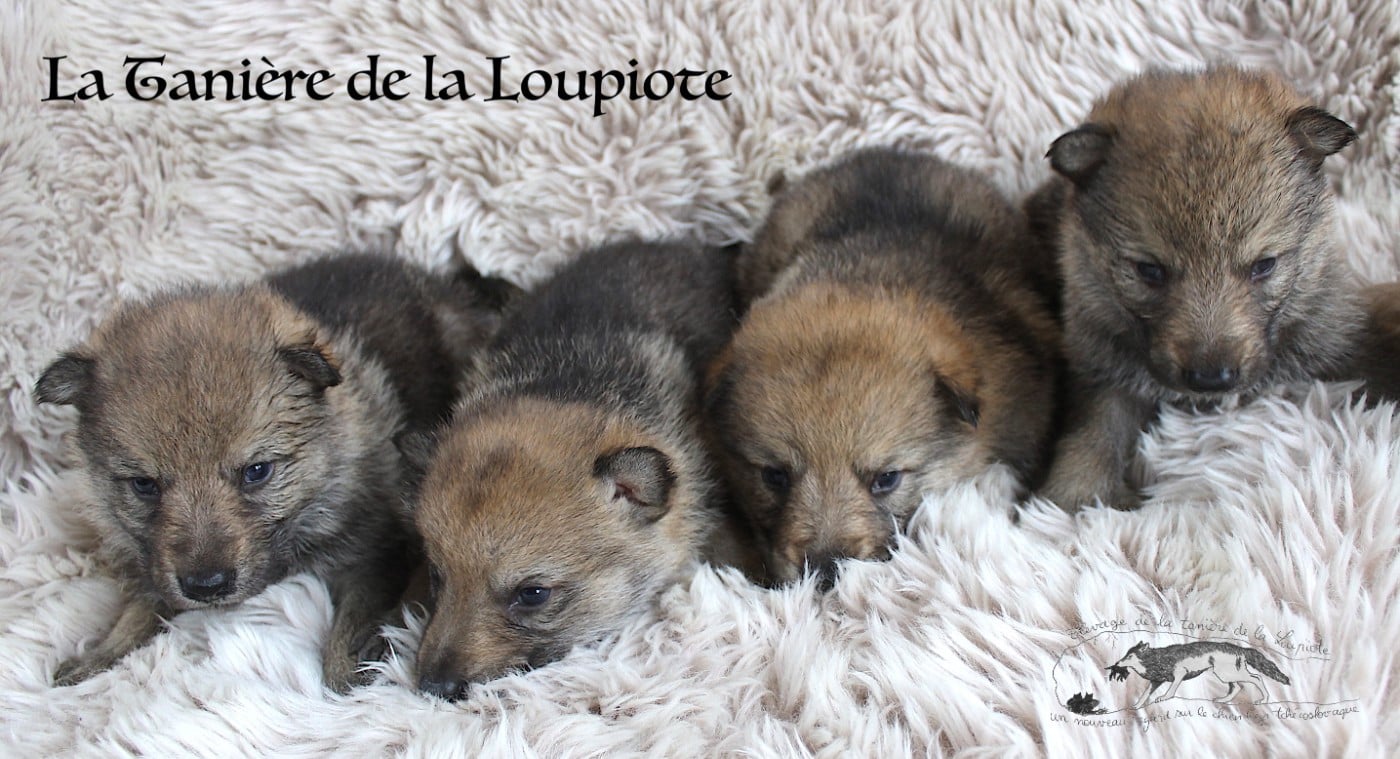 Chien-loup tchecoslovaque - De La Tanière De La Loupiote