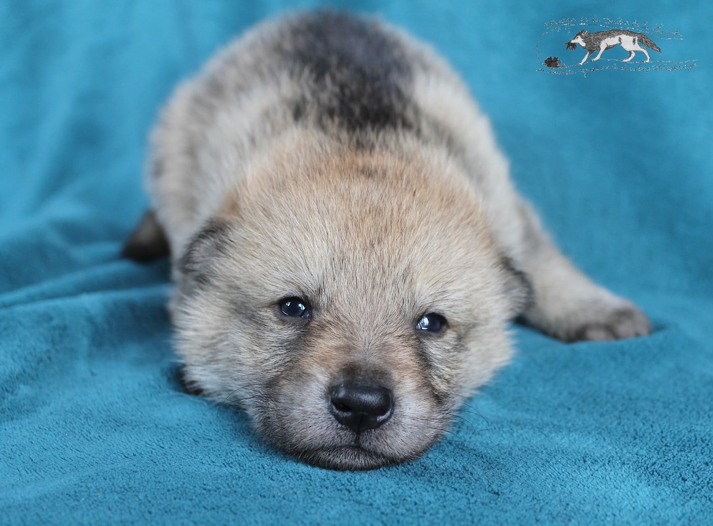 Chien-loup tchecoslovaque - De La Tanière De La Loupiote