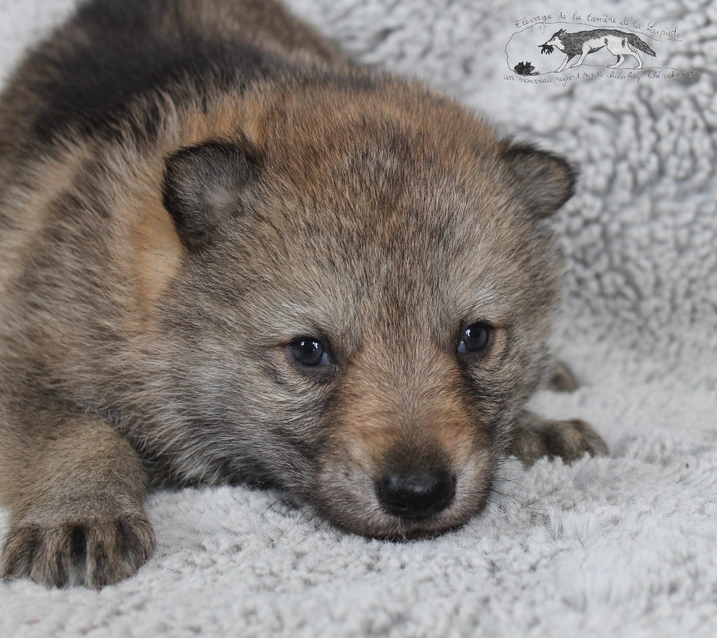 CHIOT 1 - Chien-loup tchecoslovaque