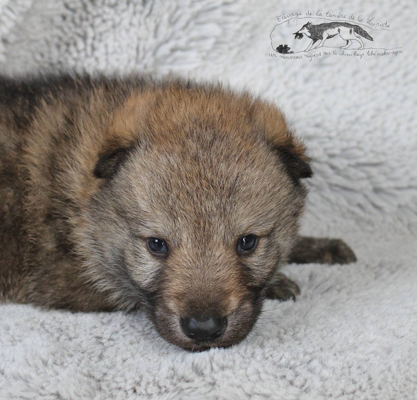 Chien-loup tchecoslovaque - De La Tanière De La Loupiote