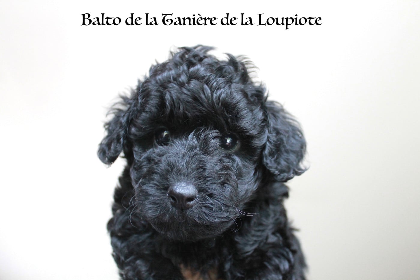 Caniche - De La Tanière De La Loupiote